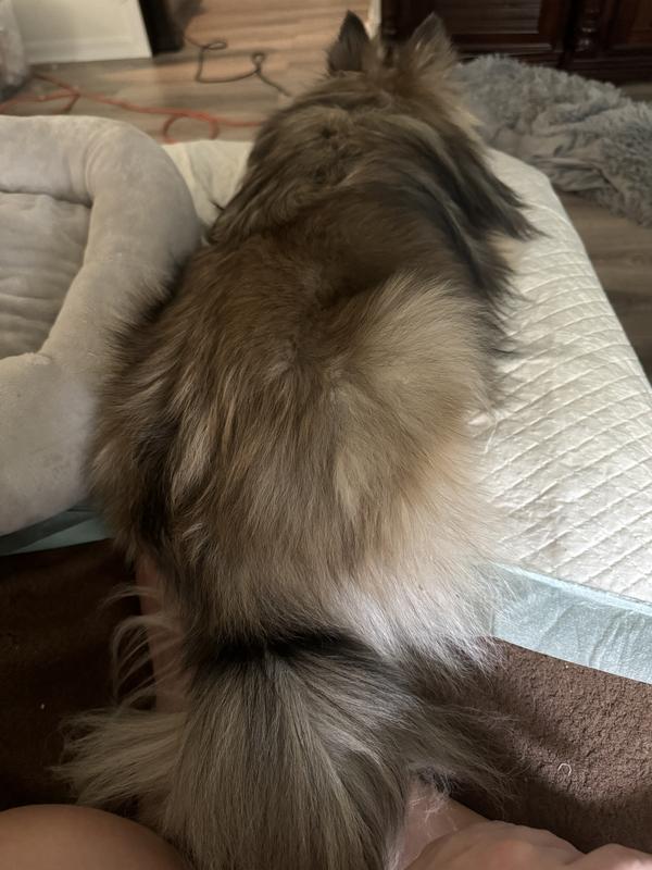 My dogs coat!