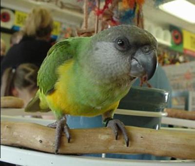 Zuri