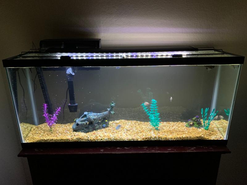petco aquarium gravel
