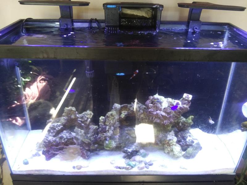 Coralife Marine Aquarium Clip On LED Fixture Petco