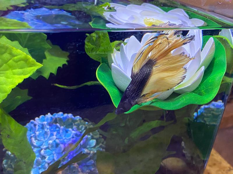 betta bed leaf hammock petco