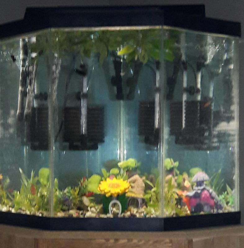 My Female Betta Tank