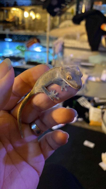 Geckos best sale at petco