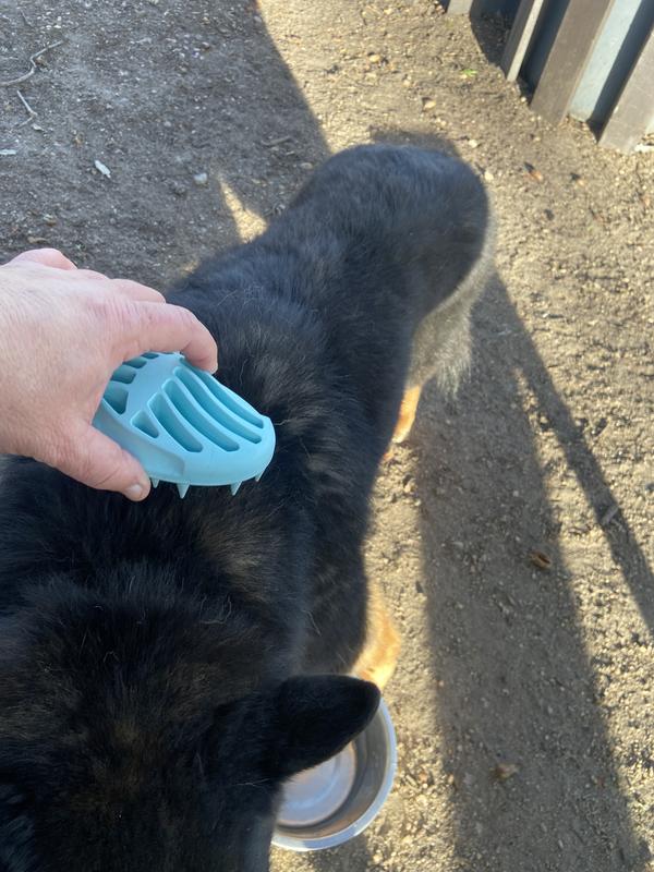 Brushing my own senior dog