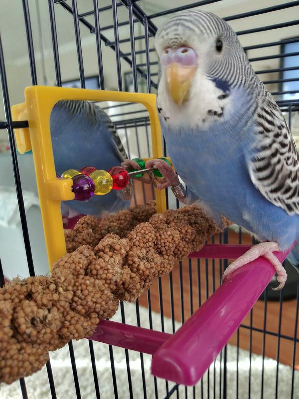 Brother parakeets RICHARD and BOB