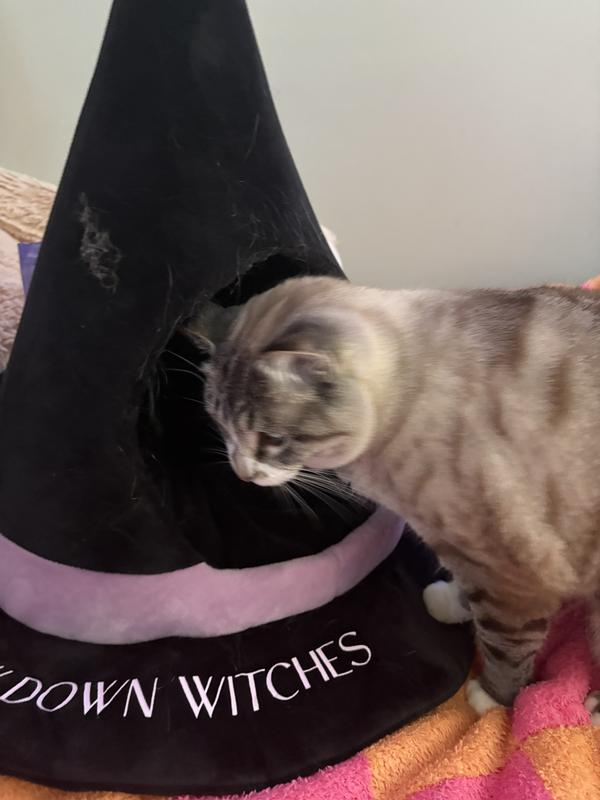Too tiny for this kitty