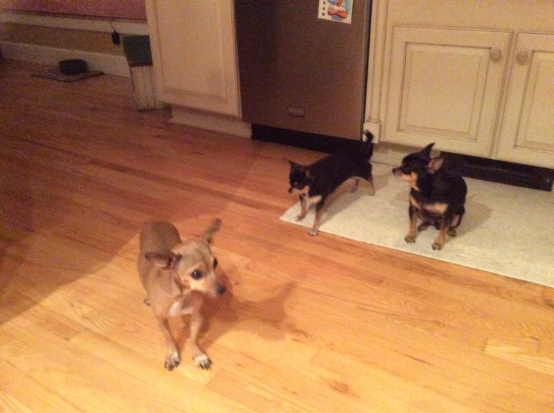 These are our three precious dogs