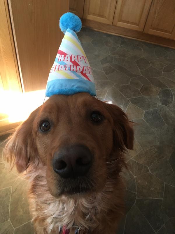 dog with birthday hat