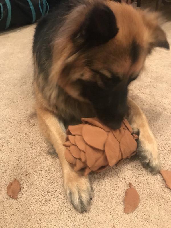 Dixie is good at finding treats!