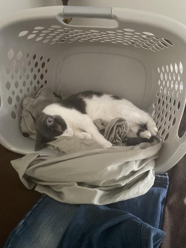 Photo - commentaire 7.