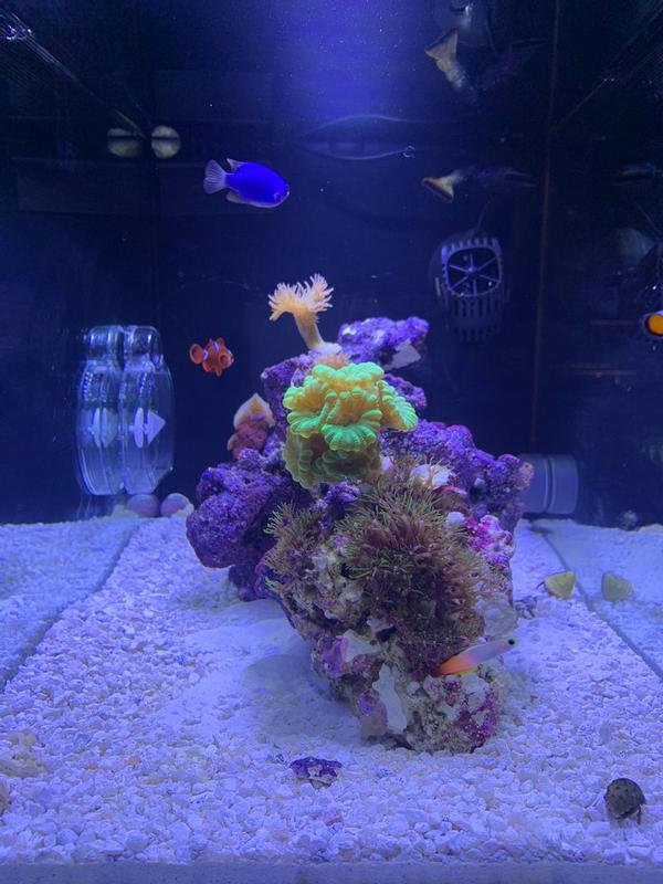 marine aquarium kit