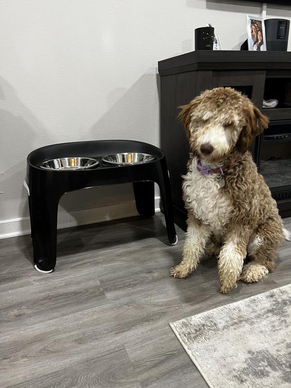 Elevated Feeders for Dogs: Yeah or Nay?