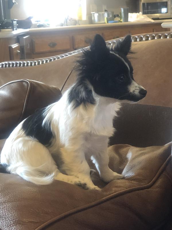 Sadie at 5 months.