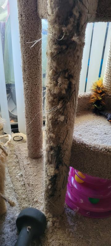 The carpet