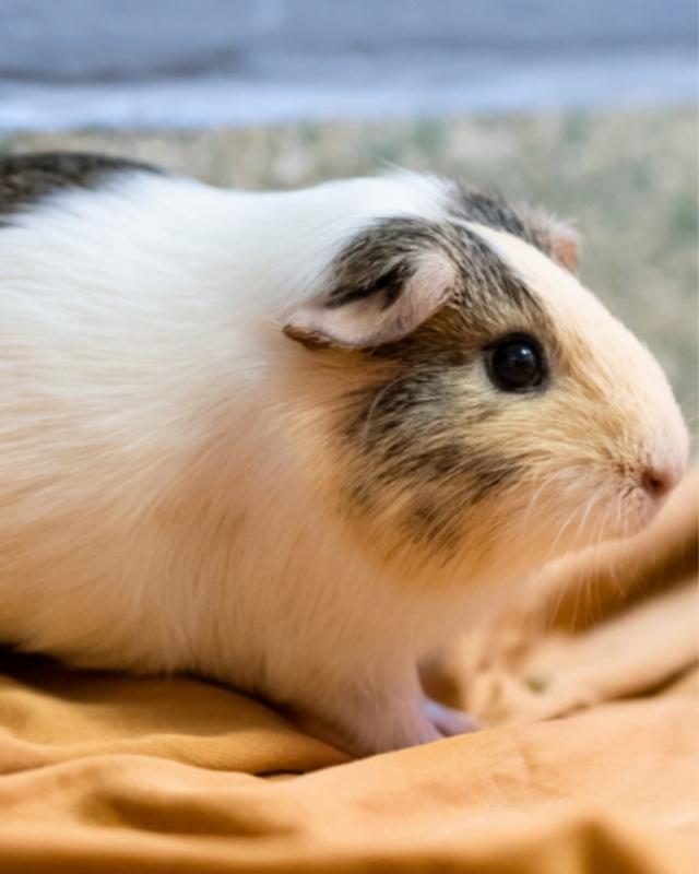 Female guinea deals pigs for sale