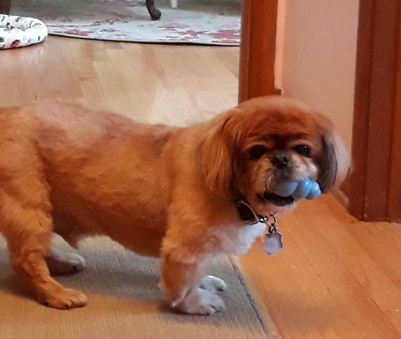 "This is my Kong now."