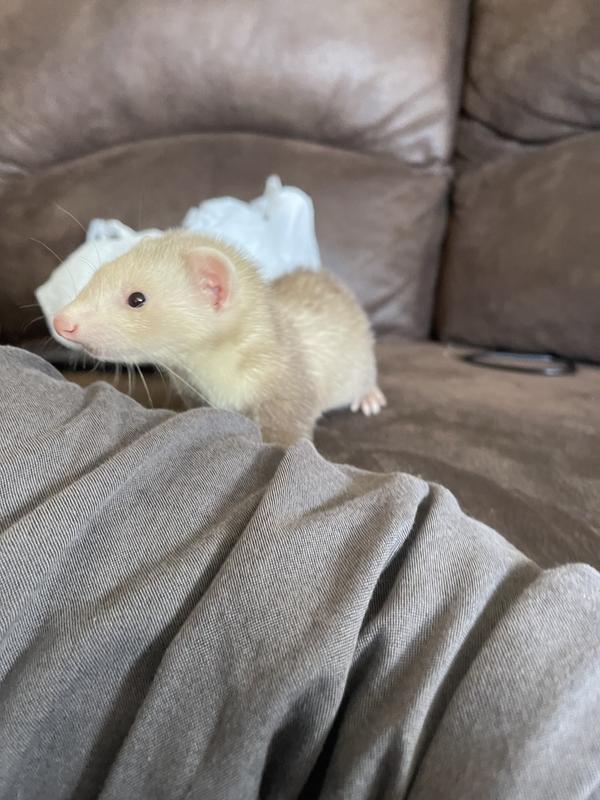 Ferret for best sale sale petco