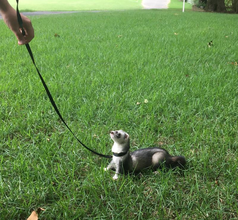 Ferret clearance harness petco