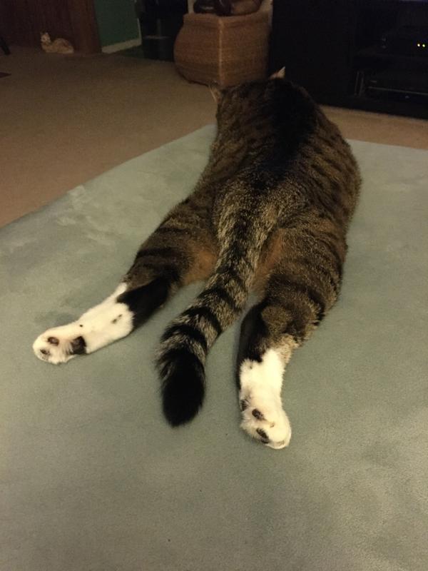 Li’l’ Gurl stretched out :-O