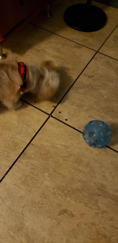 playing with the ball