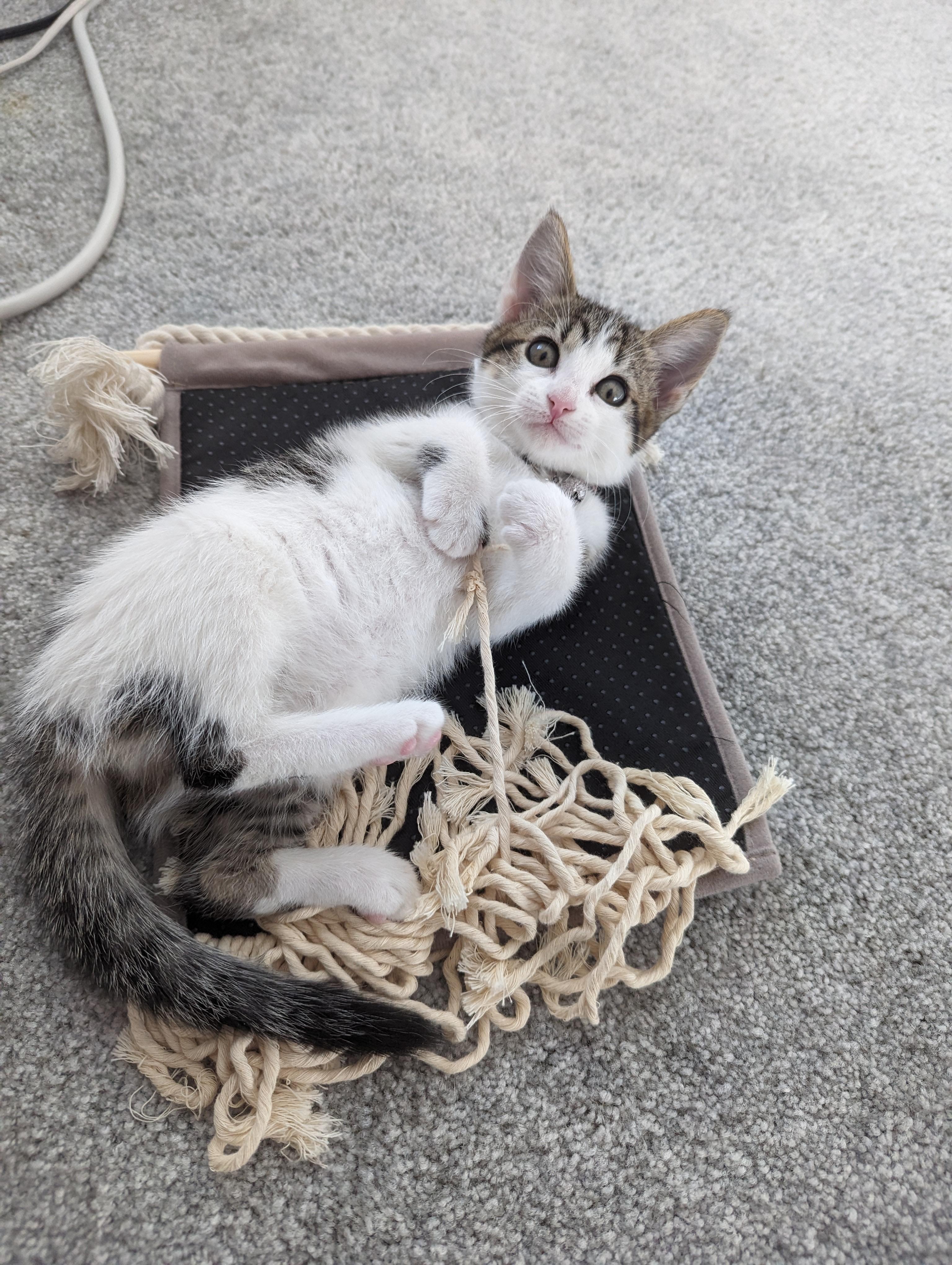 Petlinks Pretty Paws Hanging Floor Jute Cat Scratcher with