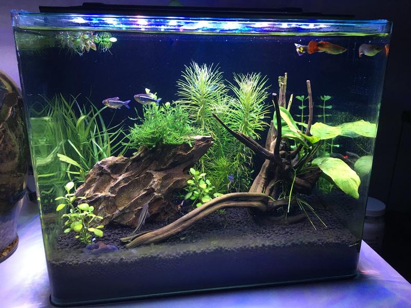 imagitarium 6.8 gallon aquarium