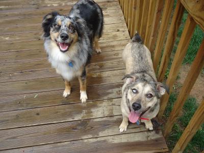My very well trained furrbabies, Gracie and Gabbie
