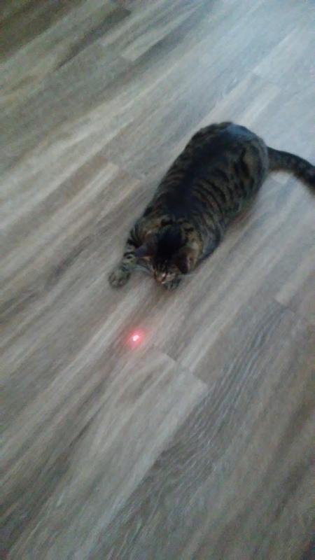 Laser kitty