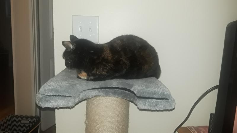 you & me sisal cat scratching post