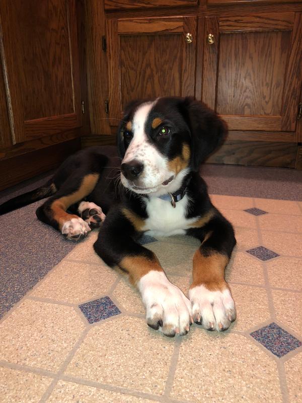 My Swissy pup “Dugan”