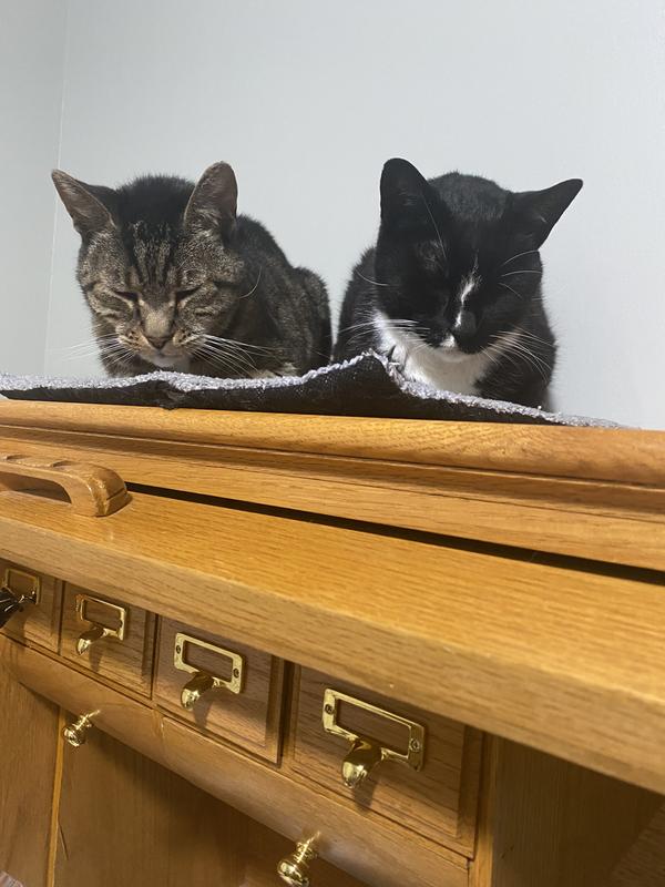 Photo - commentaire 6.