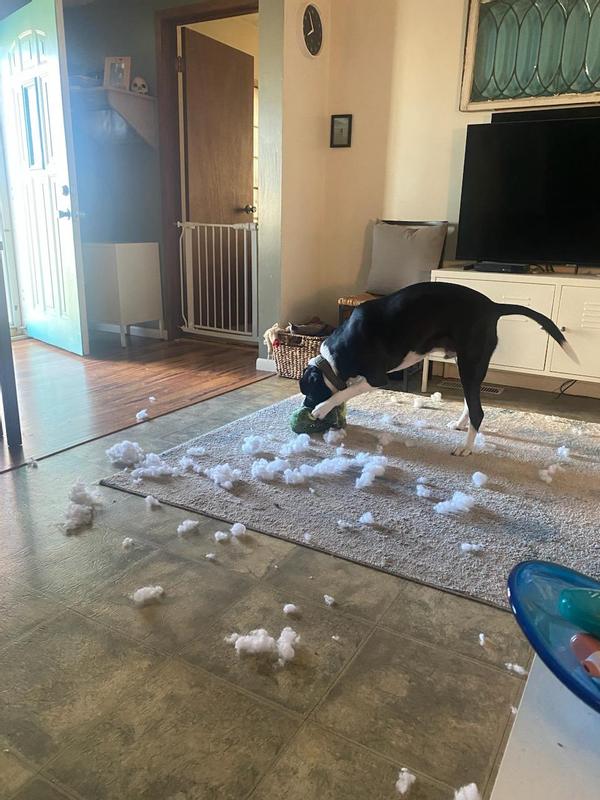He was so excited to get a new toy but the excitement is over now.
