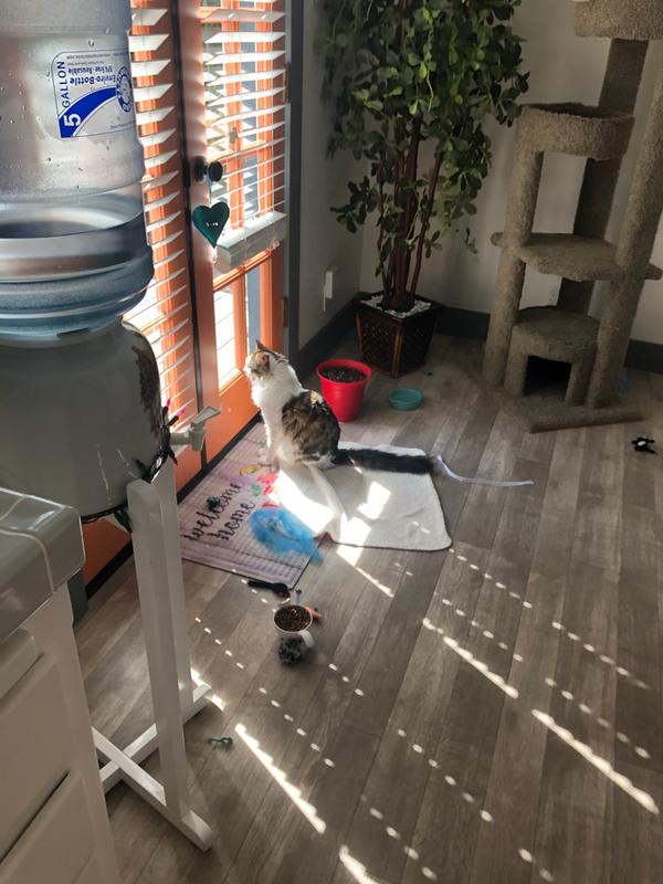 PetAg PetLac Kitten Milk Replacement 32 oz Liquid Formula