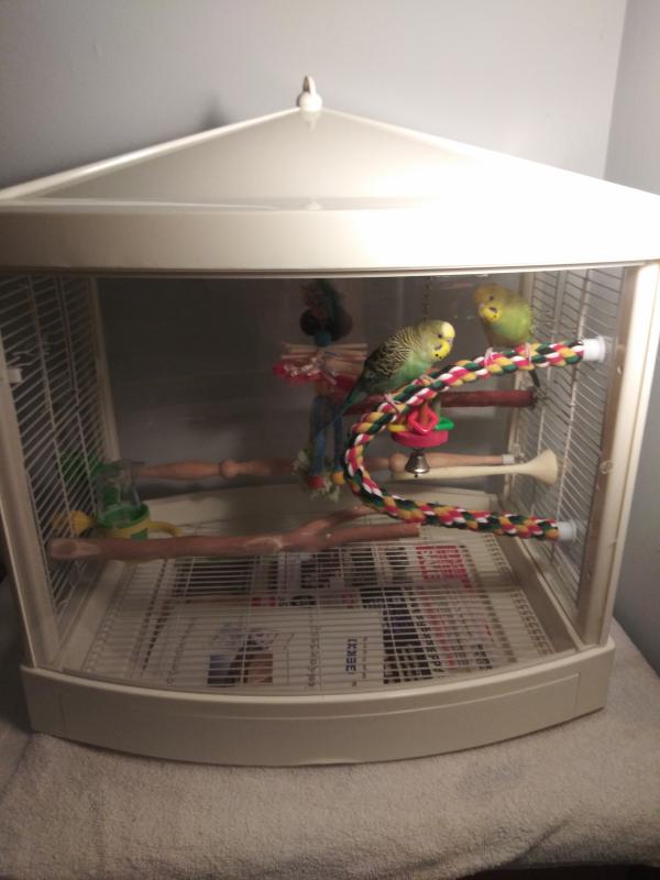 My New Bird Cage