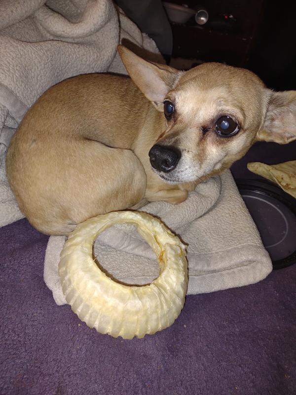 Dog guarding treat