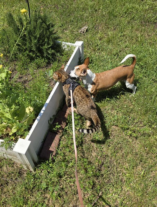 Photo - commentaire 1.