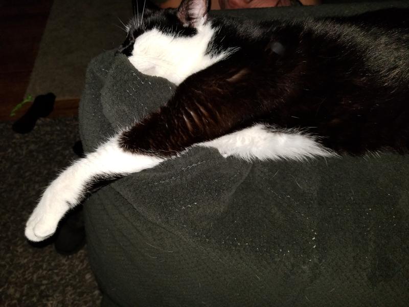 Petco Blue Dot Laser Pointer Cat Toy Canadian Tire