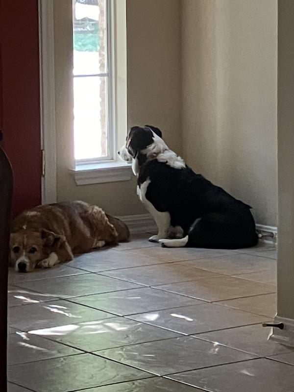 Waiting for their Petco order with their NaturVet Senior Daily Care
