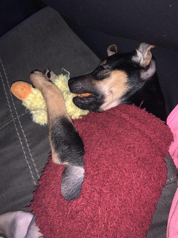 Dog toy