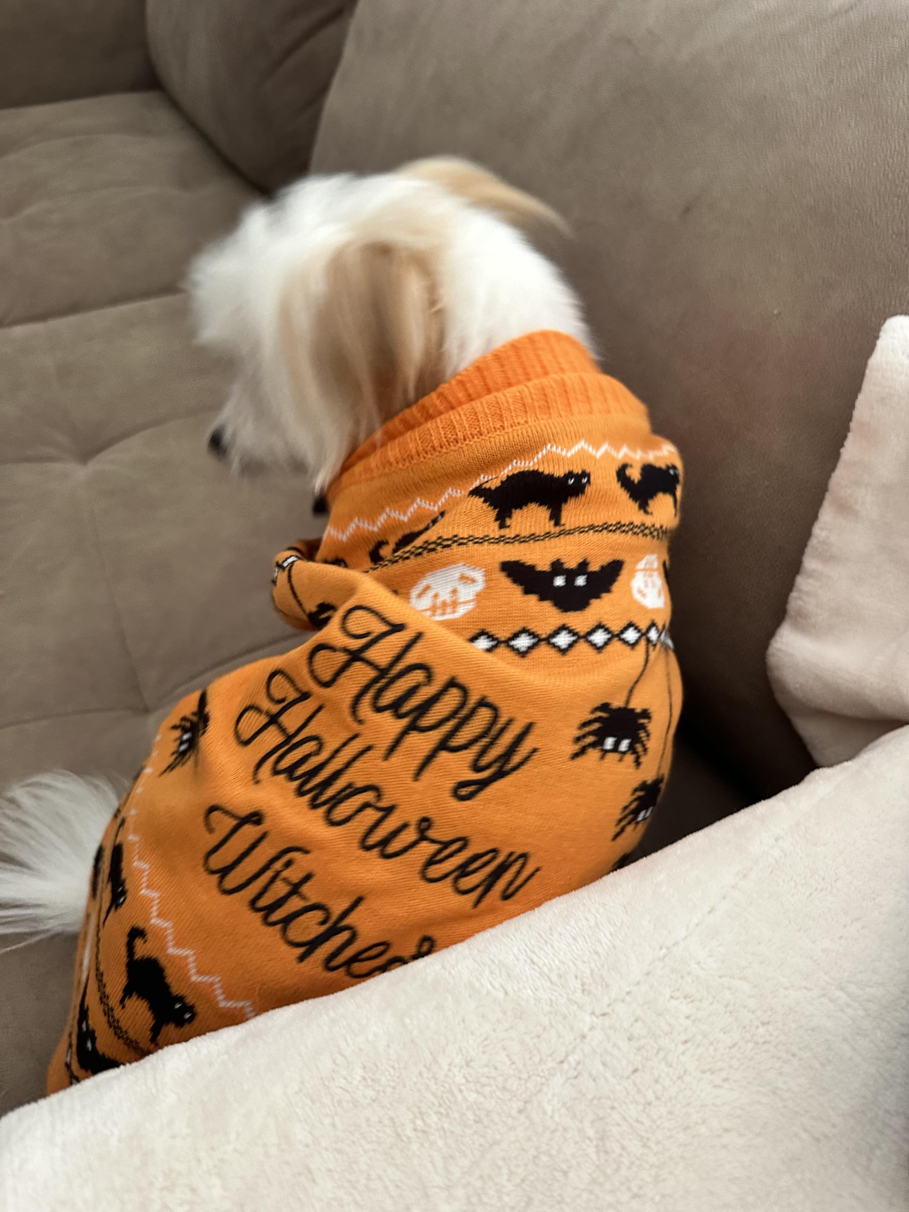 Clearance dog sweaters best sale