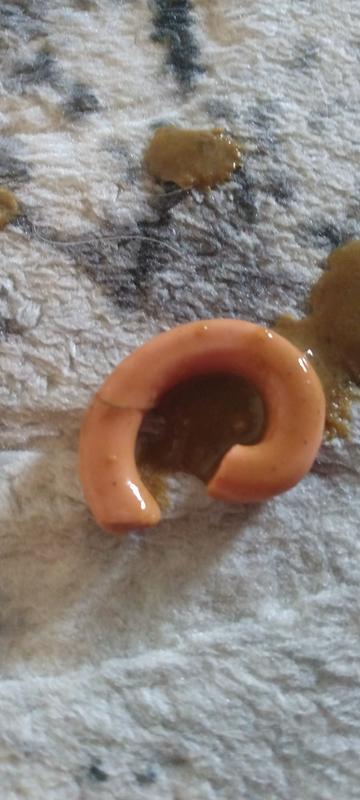 Part of the mouse tail.