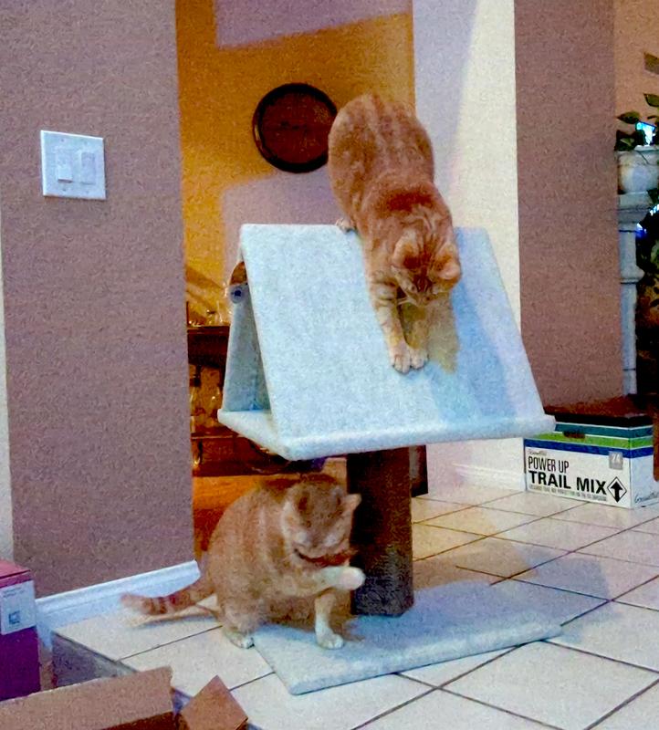 Cat games!