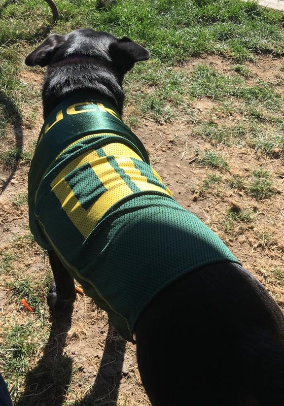 oregon ducks dog jersey