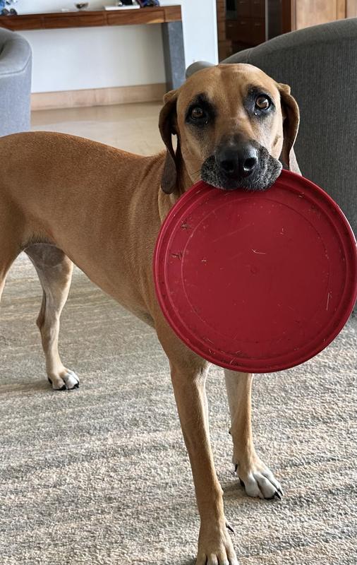 Petco shop kong frisbee