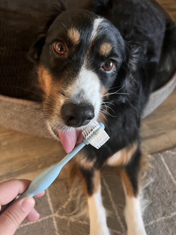 Dog hotsell toothbrush petco