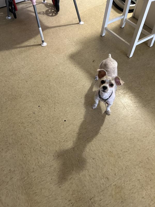 Before and After Grooming