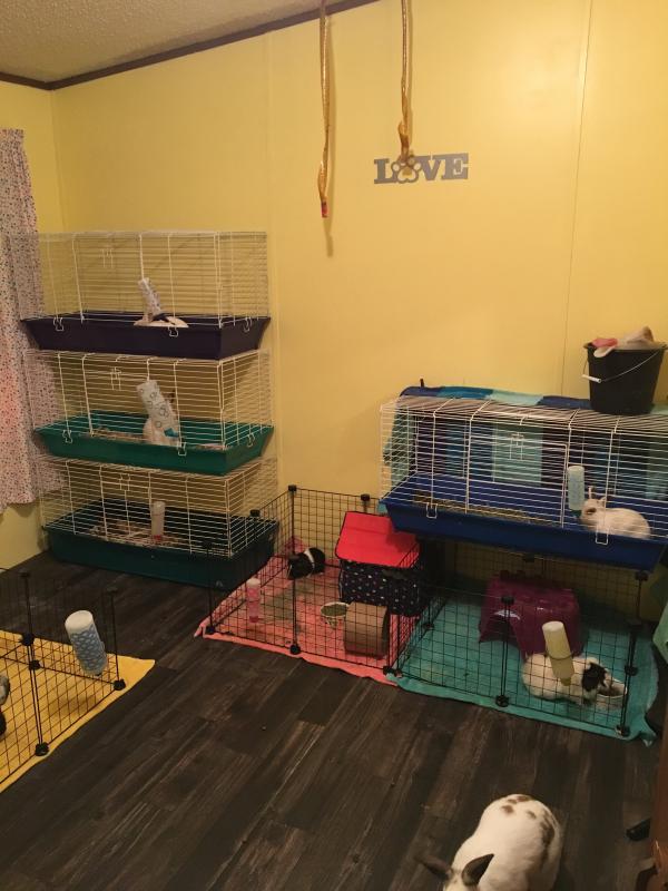 WARE Large Home Sweet Home Cage for Small Animals & Pets