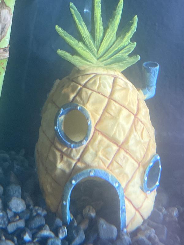 Pineapple house