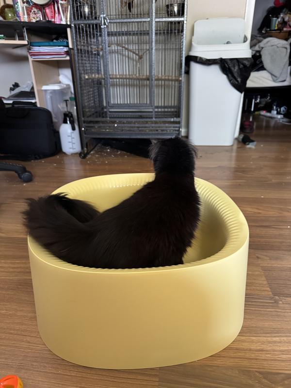 My (average size, adult) cat standing up in the litterbox