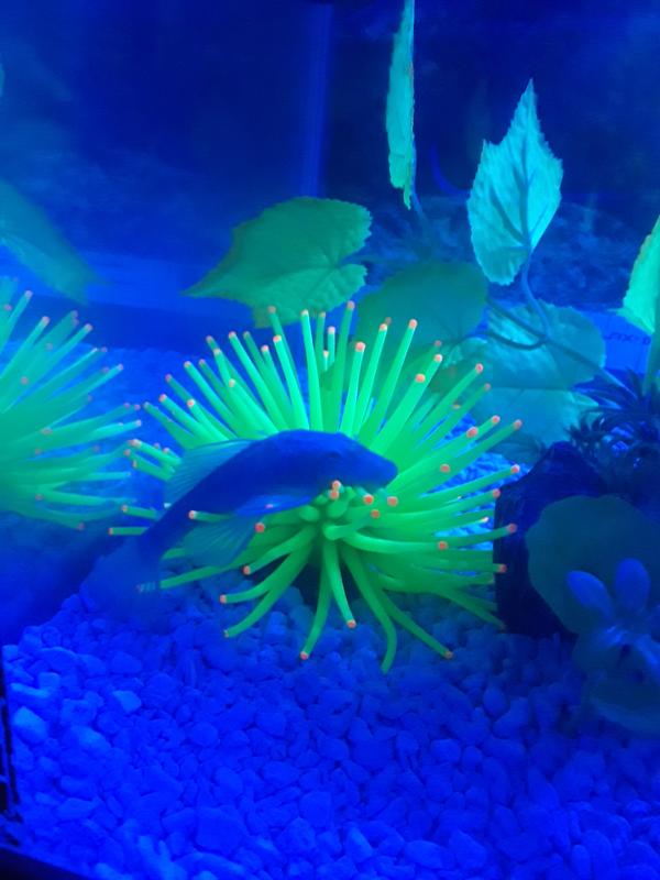 Glofish Anemone Resin Aquatics Decoration - Yellow and Green